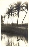 CARTE PHOTO palmiers Canard (Etats unis)