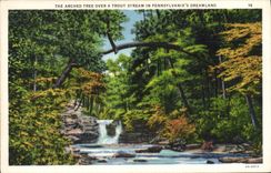 VINTAGE POSTCARD The Arched Tree Over has Trout Stream In Pennsylvania' S Dreamland