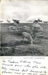 VINTAGE POSTCARD Deer At Fersit Invernesshire
