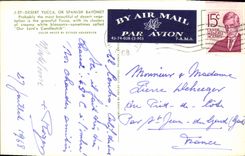 CPM Desert Yucca Or Spanish Bayonet 