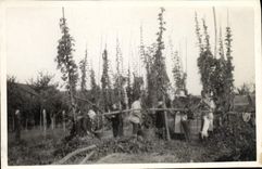 Photo Vineyards Folklore