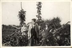 Photo Harvests Wine Vineyard