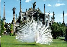 MODERN CARD Isola Bleated Lago Maggiore Isola Bleated Giardino Con Pavoni