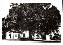 CPM Perouges Le Tilleul Arbre De La Liberte De 1791
