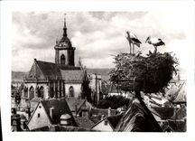 CPM Colmar Nicl de Cigognes avec vue sur la Cathedrale