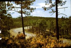 MODERN CARD the drill of oins in the dunes Brooms in flowers