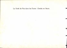 MODERN CARD the drill of oins in the dunes Brooms in flowers