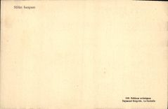 Vascos de los Steles de la POSTAL de la VENDIMIA