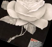 CPA Fantaisie Enfant dans une rose