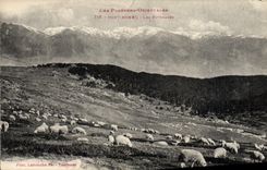 CPA Font Romeu Les paturages Moutons