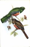 MODERN CARD Trogon Collaris J Gould Bird
