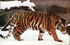 MODERN CARD Tiger In Snow