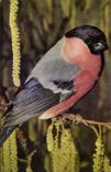 MODERN CARD Bullfinch Bird