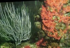 MODERN CARD Sea-beds