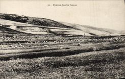 CPA Moutons dans les Causses