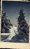 VINTAGE POSTCARD Fantasy Fir tree under snow