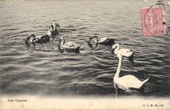 CPA Les Cygnes