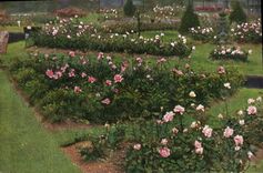 CPA Fantaisie Fleurs 