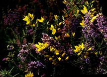 CPM Fantaisie Fleurs 