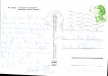 MODERN CARD Fantasy Flowers Edelweiss Flowers of the Alps