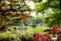 CPM Fantaisie Fleurs 