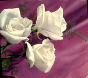 CPM Fantaisie Fleurs 