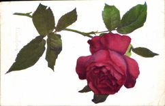 CPA Fantaisie Fleurs 