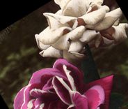 CPA Fantaisie Fleurs 