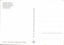 CPM Fantaisie Fleurs Anemone vernalis 