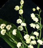 CPM Fantaisie Fleurs Muguet