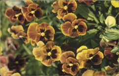 Flores de la fantasía de la POSTAL de la VENDIMIA