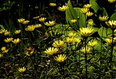 CPM Fantaisie Fleurs Aster des Alpes Aster alpinus