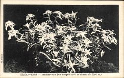 CPA Fantaisie Fleurs Edelweiss Immortelle des neiges