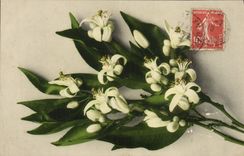 Flores de la fantasía de la POSTAL de la VENDIMIA