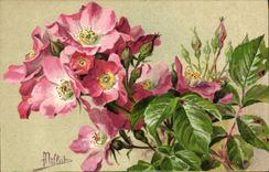 Flores de la fantasía de la POSTAL de la VENDIMIA