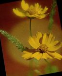 POSTAL MODERNA flores de la fantasía