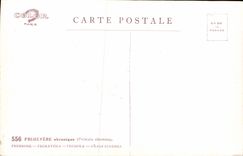 Flores de la fantasía de la POSTAL de la VENDIMIA