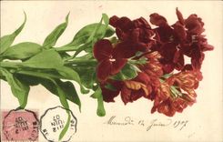 Flores de la fantasía de la POSTAL de la VENDIMIA