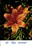 CPM Fantaisie Fleurs Le lys orange