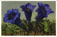 Flores de la fantasía de la POSTAL de la VENDIMIA