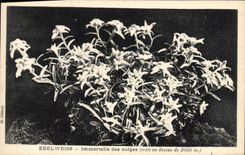 CPA Fantaisie Fleurs Edelweiss Immortelle des neiges