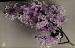 Flores de la fantasía de la POSTAL de la VENDIMIA