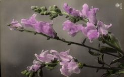 Flores de la fantasía de la POSTAL de la VENDIMIA