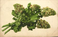 Flores de la fantasía de la POSTAL de la VENDIMIA