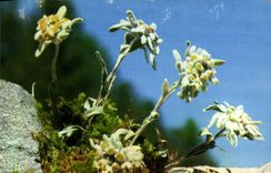 CPM Fantaisie Fleurs Edelweiss