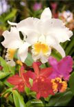 CPM Fantaisie Fleurs Orchidees