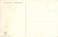 CPM Fantaisie Fleurs Primula minima Primula giutinosa