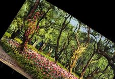 CPM Fantaisie Fleurs Sous bois d'oliviers