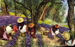 CPM Fantaisie Fleurs La cueillette des violettes