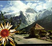 CPM Fantaisie Fleurs Chardon blanc